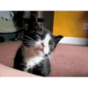 CATS 5