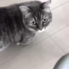 Gato 10