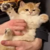 @cgifs Cats 9