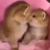 Animals 3 10