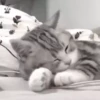 Gato 11