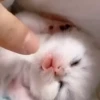 @cgifs Cats 10