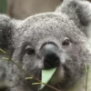 Animals 13
