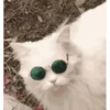 CATS 6