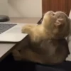 @cgifs Cats 11