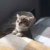 Cats 12