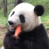 Animals 14