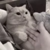 Gato 12