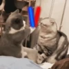 CATS 7
