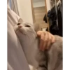 cat unic mass 11