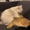 @cgifs Cats 12