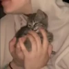 @cgifs Cats 13