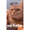 cat unic mass 12