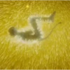 Avatar: The Way of Water 12