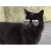 CATS 8