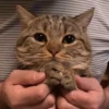 Animals 3 11
