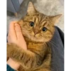 cat unic mass 15
