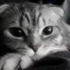 Gato 13