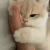 Cats 5