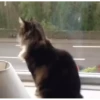 Cats@delicious 12
