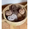 Cats@delicious 13