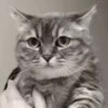 Gato 14