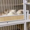 @cgifs Cats 16