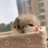 Animals 3 14