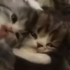 @cgifs Cats 17
