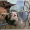 Cats@delicious 15