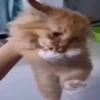 @cgifs Cats 18