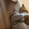 Animals 3 17