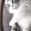 Gato 15