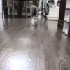 Gato 16