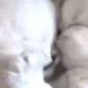 Gato 17