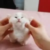 Cats 6