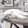 Gato 18