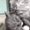 Gato 19