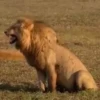 Animals 22
