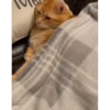 @cgifs Cats 21