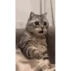 CATS 9