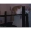 Cats@delicious 17