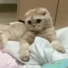 Animals 3 19