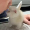@cgifs Cats 24