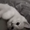 Gato 20