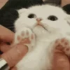 Animals 3 20