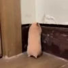 Animals 3 22