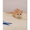 Cats@delicious 18