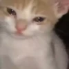 @cgifs Cats 25