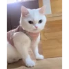 Cats@delicious 19